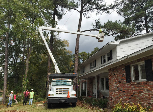 Professional Tree Removal Services in Hailey, ID